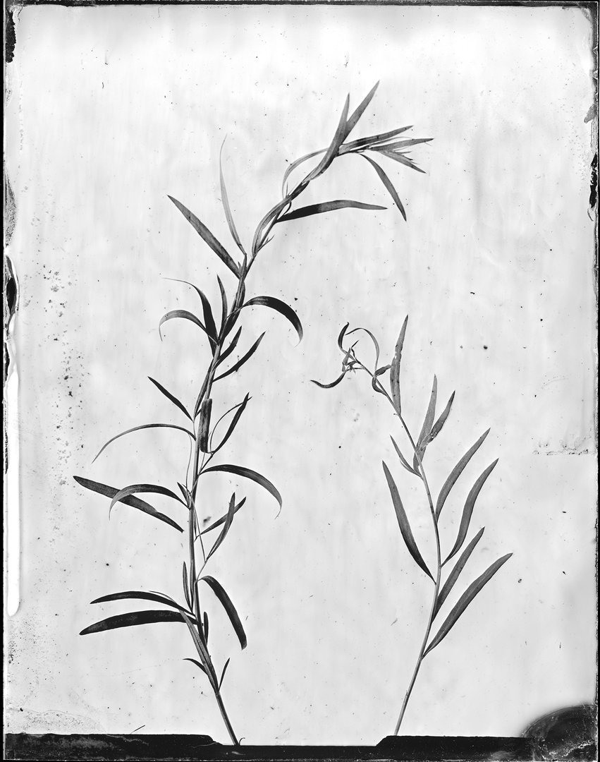 Artemisia dracunculus (peletrūnas)