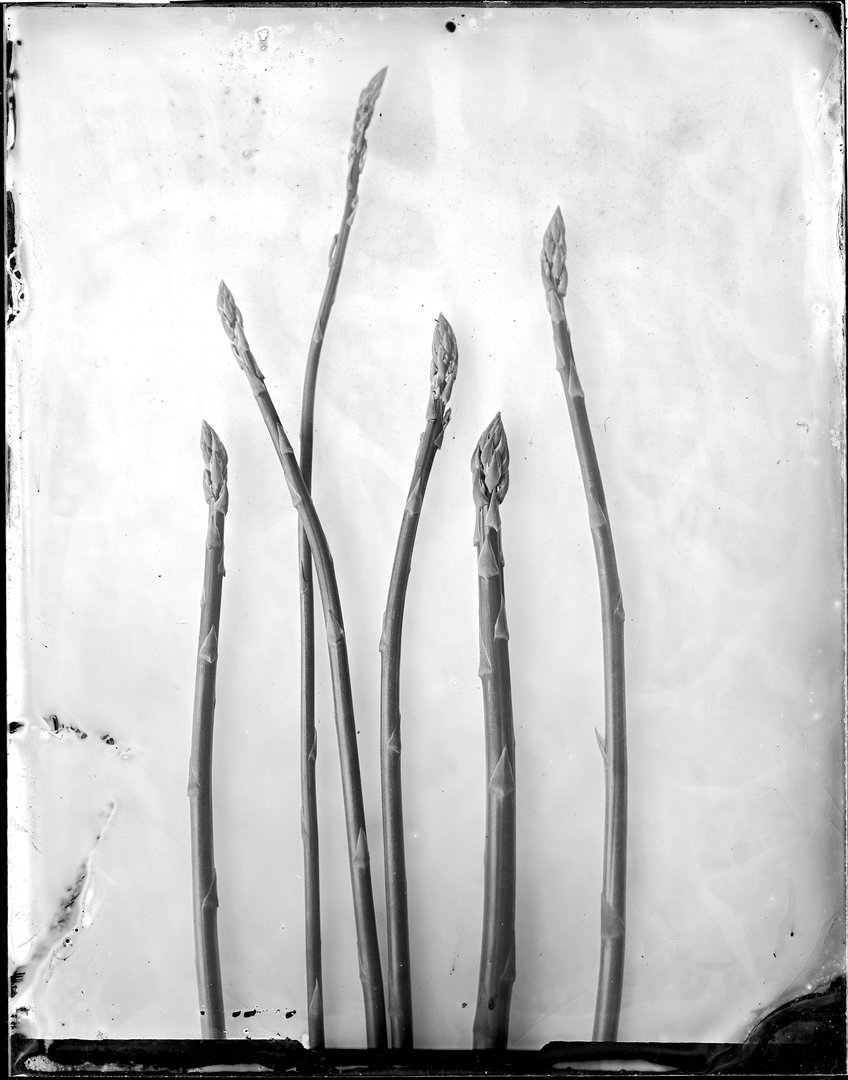 Asparagus officinalis (šparagas)