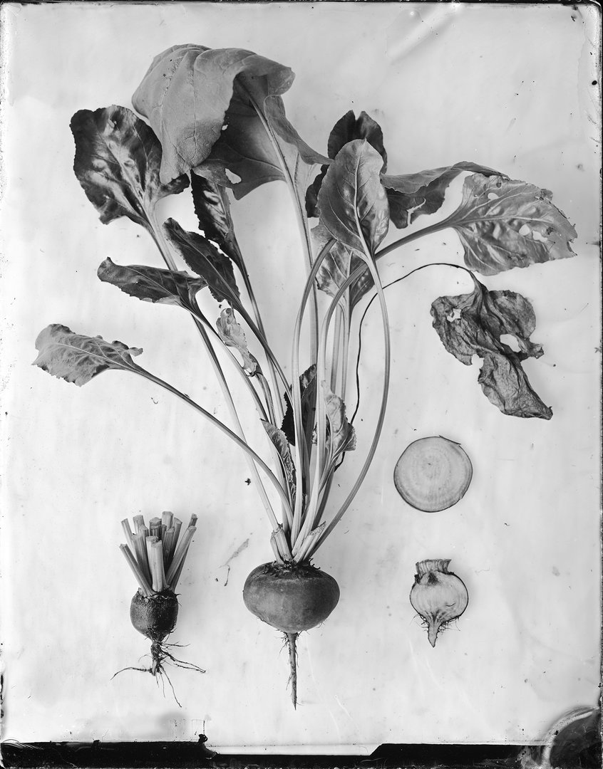 Beta vulgaris 'Chioggia' (burokėlis 'Chioggia')