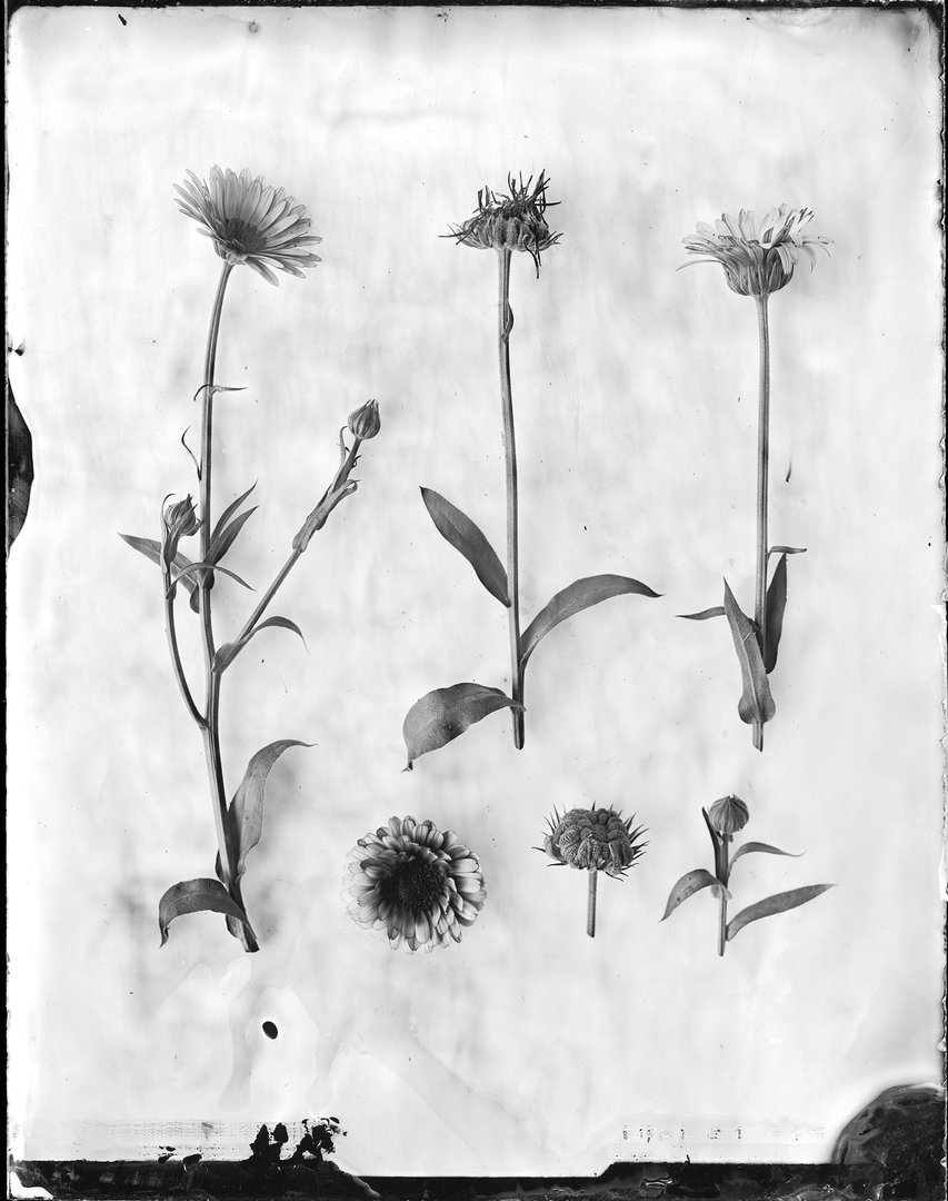 Calendula officinalis (medetka)