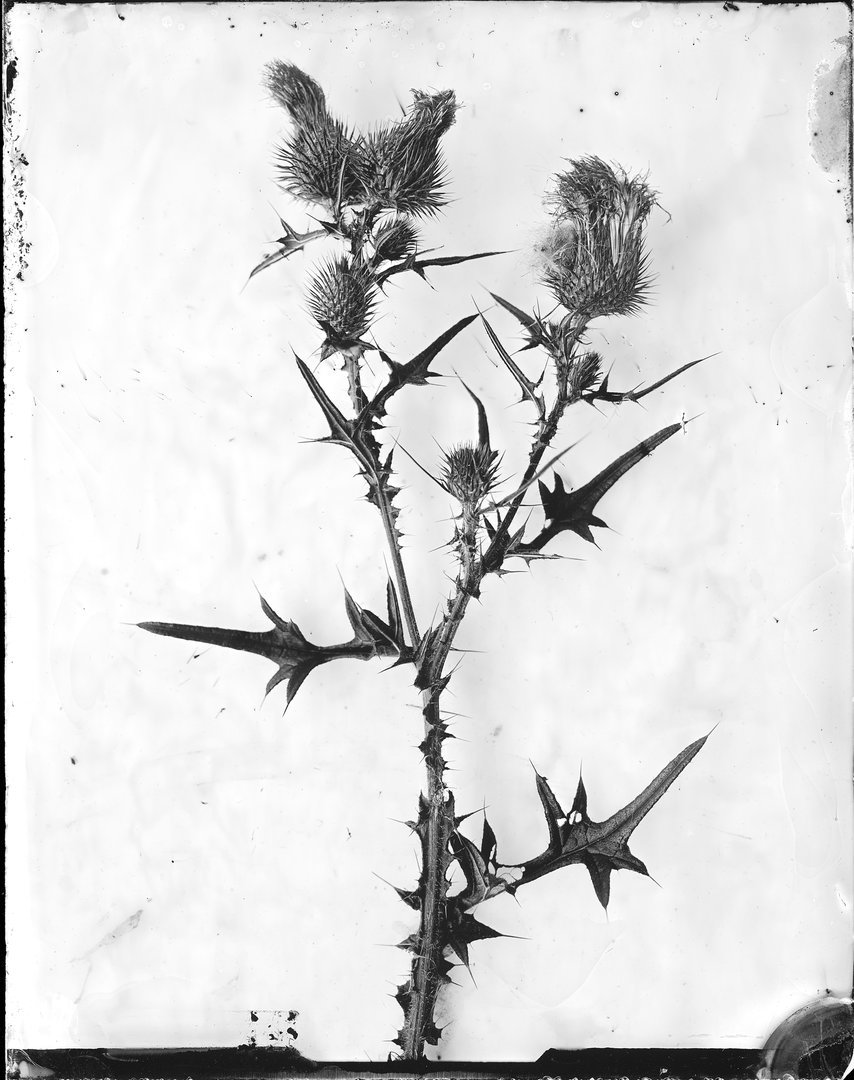 Cirsium vulgare (dygioji usnis)