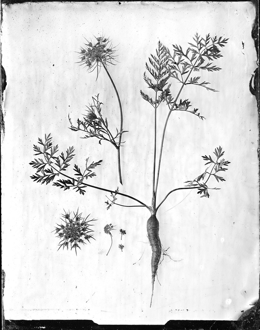 Daucus carota var sativa (sėjamoji morka)
