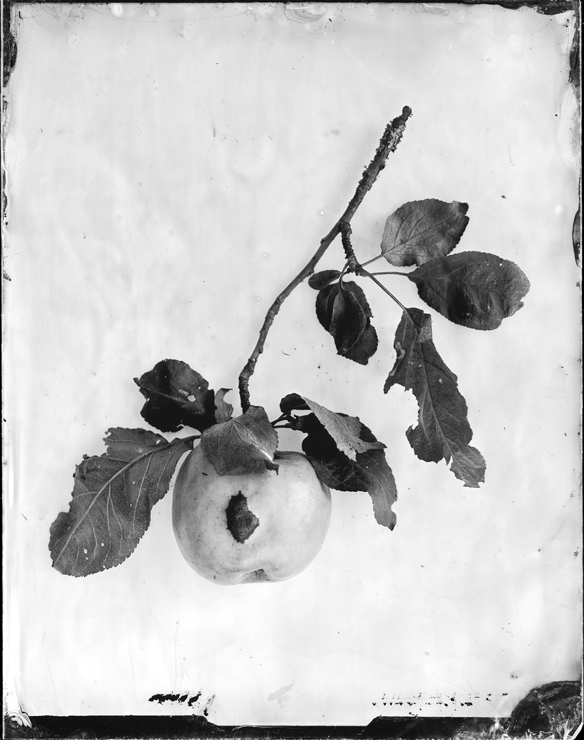 Malus domestica (obelis)