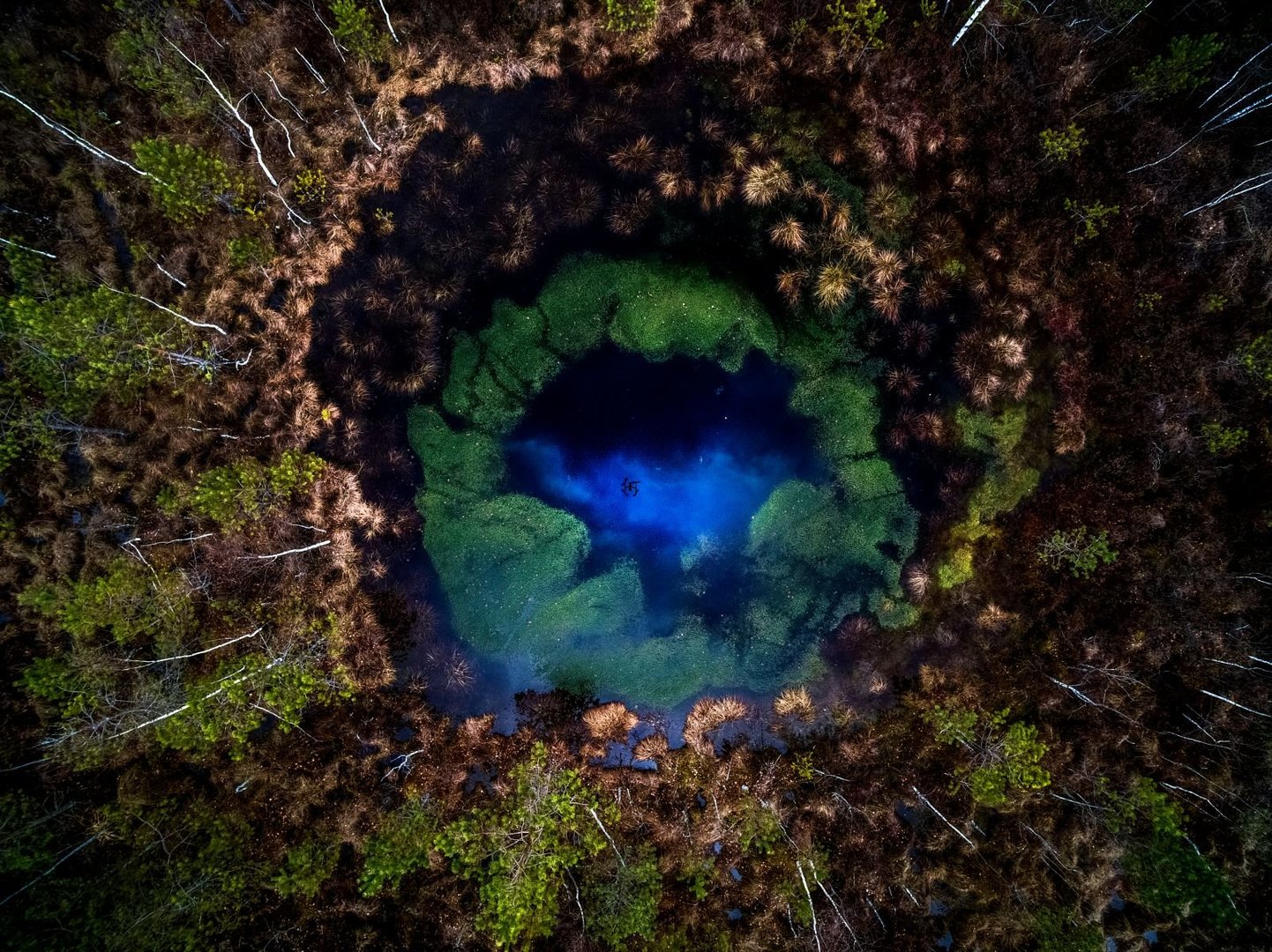 Gelmių mėlynėse