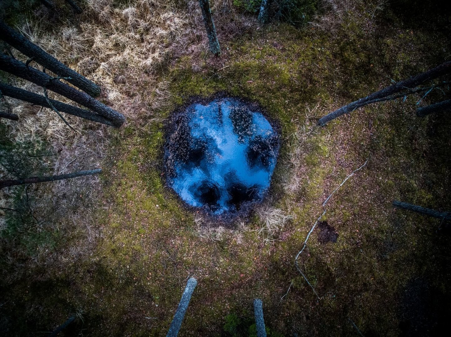 Mėlynoji planeta