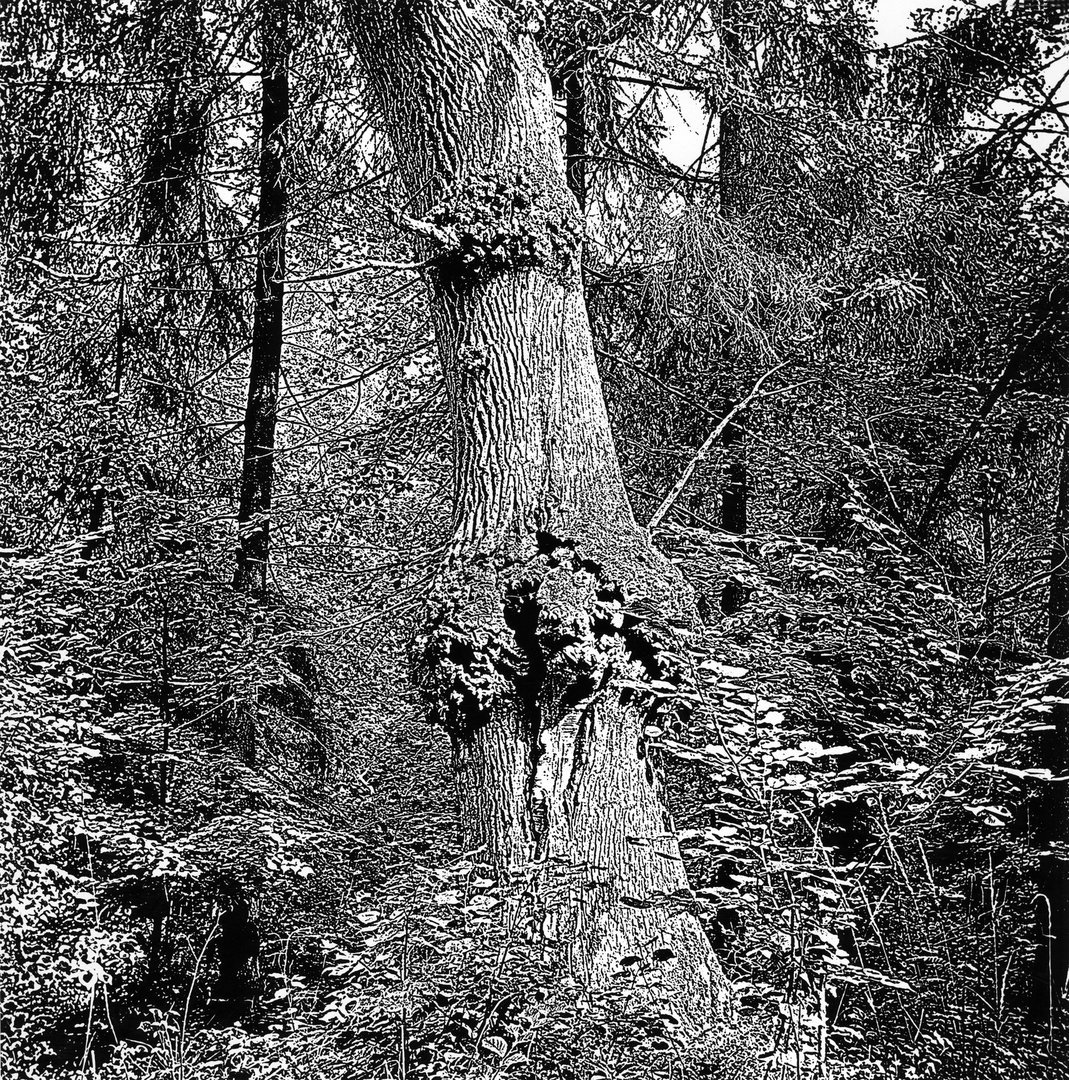Ąžuolas. 1969 m.