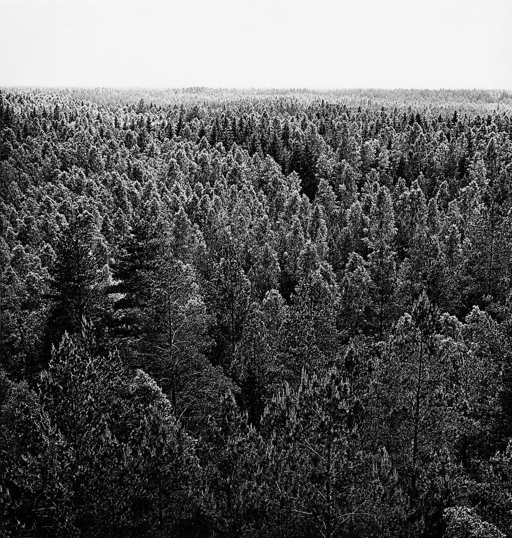Miškas. 1969m.