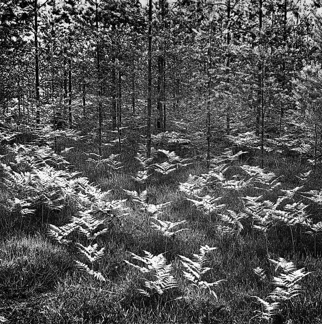 Paparčiai. 1969 m.