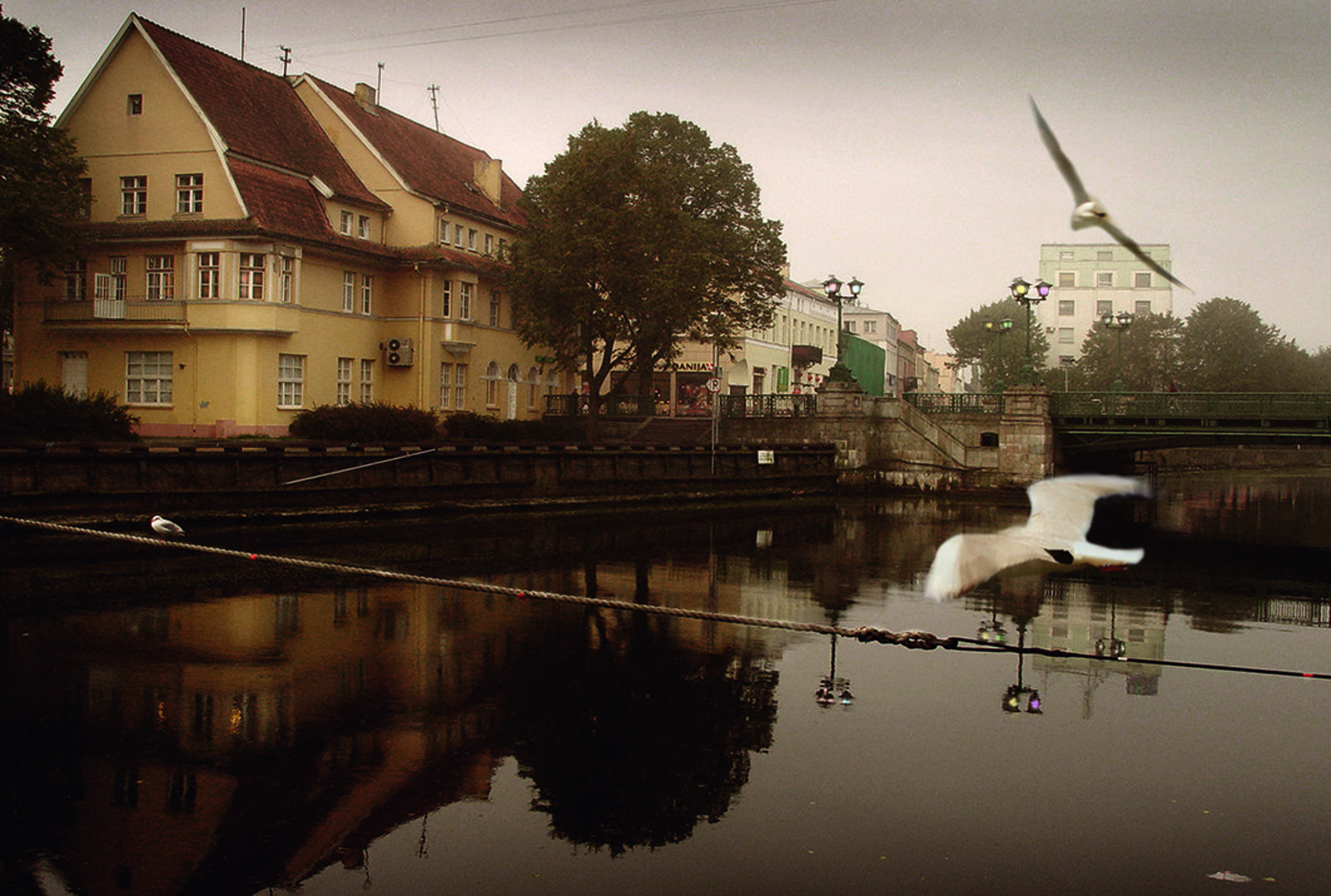 Dangė ir kiras 2012