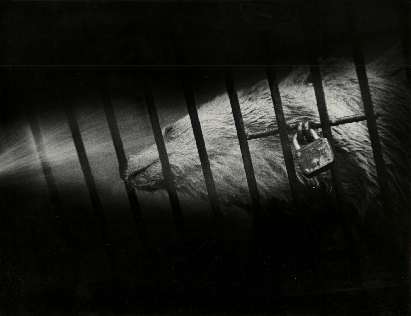 I&scaron; ciklo &bdquo;Zoo&ldquo;, 1982
