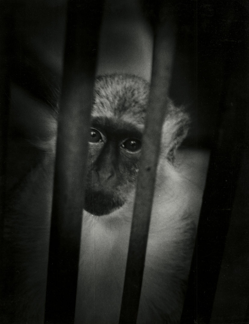 I&scaron; ciklo &bdquo;Zoo&ldquo;, 1982
