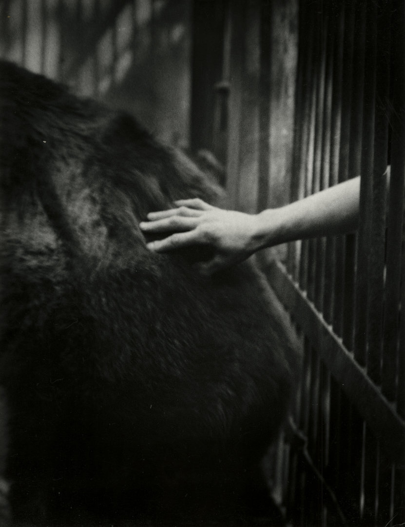 &bdquo;S&ldquo;, &bdquo;Zoo&ldquo;