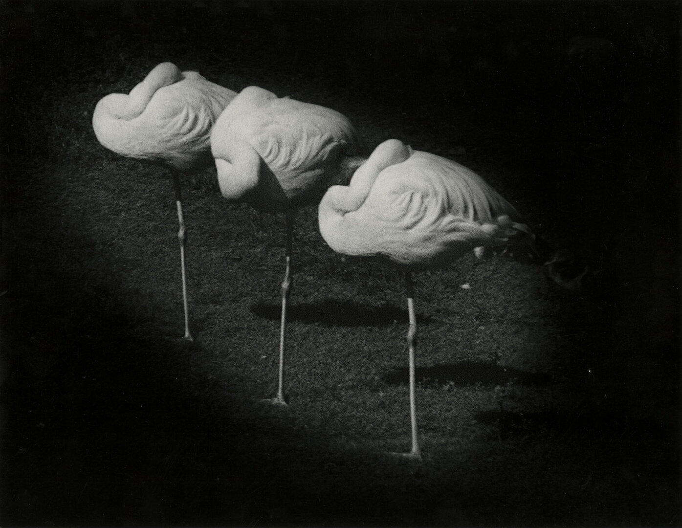 I&scaron; ciklo &bdquo;Zoo&ldquo;, 1982