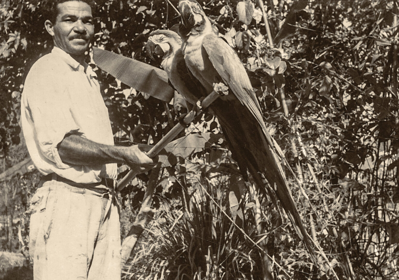 Brazilas su papūgomis, 1946&ndash;1950 m.