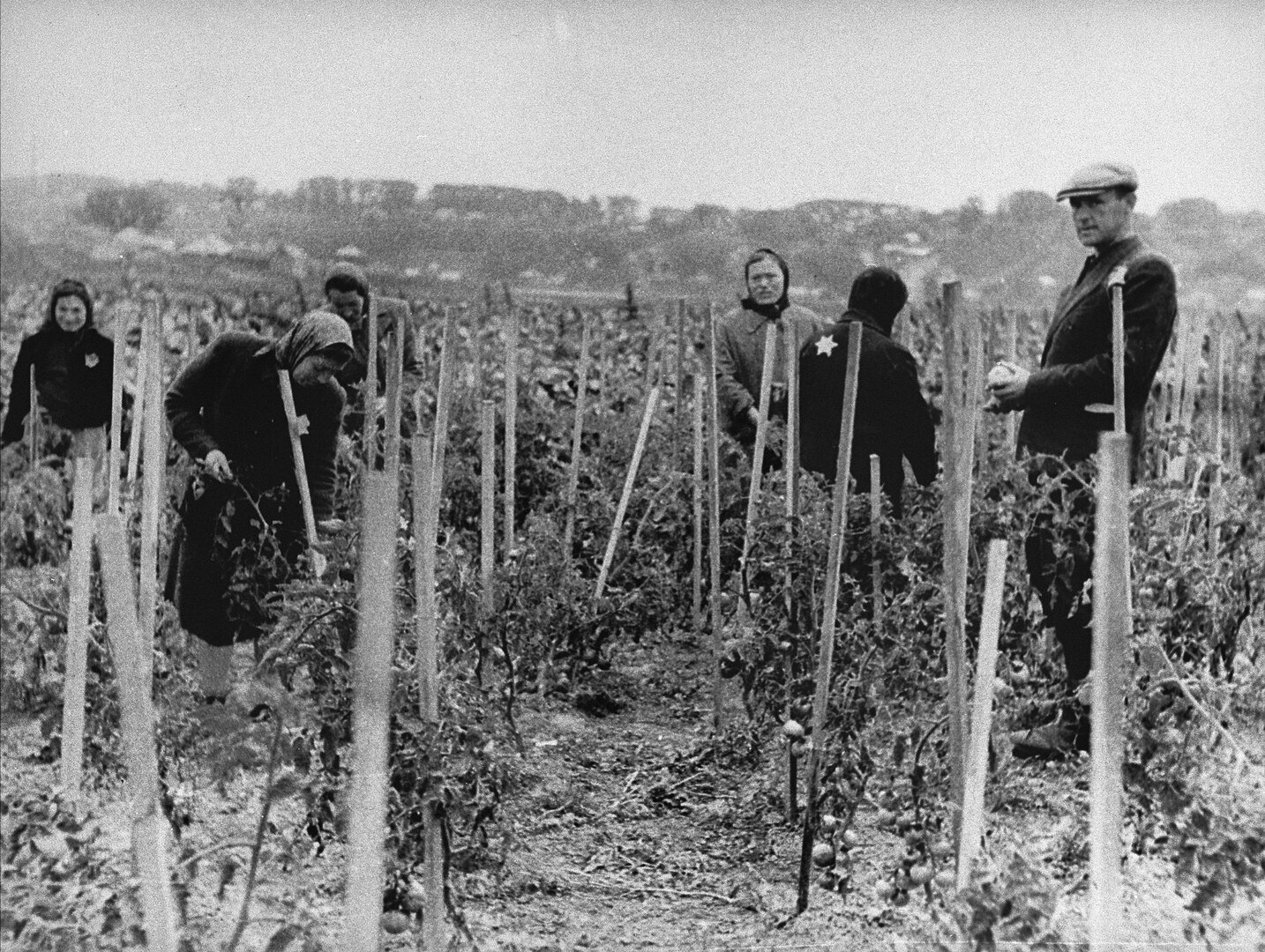 Kauno geto žydai dirba pomidorų lauke, geto teritorijoje