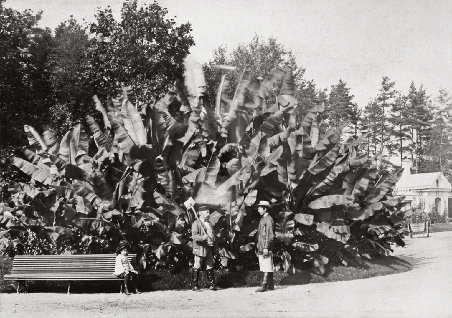 Egzotinis augalas Verkių dvaro parke. 1882