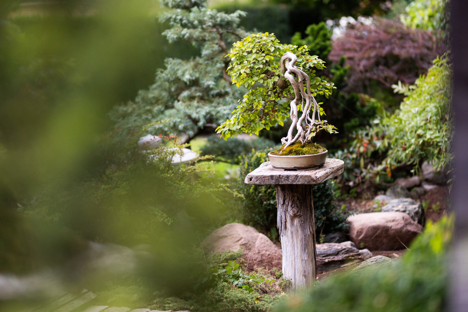 Kęstutis Ptakauskas &ndash; bonsai meno Lietuvoje pradininkas