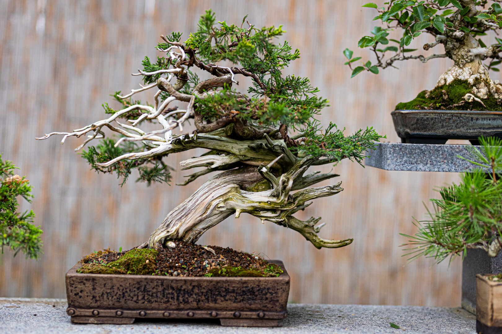 Kęstutis Ptakauskas &ndash; bonsai meno Lietuvoje pradininkas