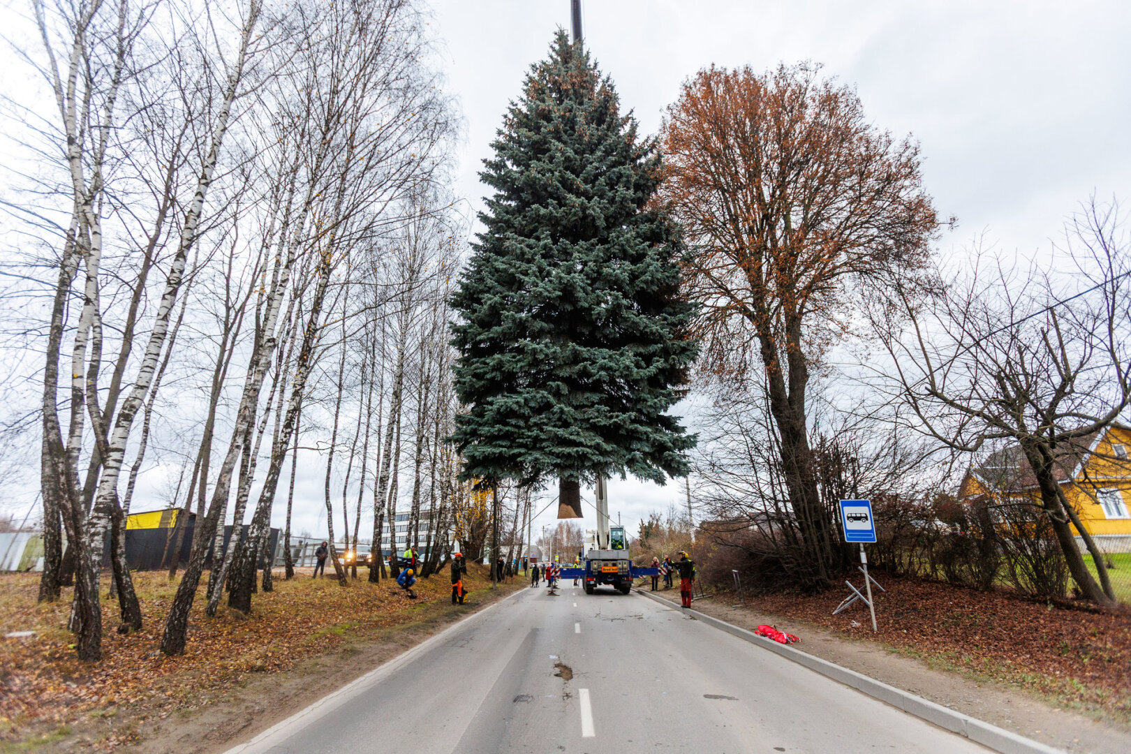 Kauno Kalėdų eglė pradėjo kelionę į miesto centrą