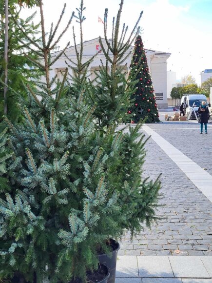 Vilniaus Rotu&scaron;ės aik&scaron;tėje i&scaron;dygo Kalėdų eglė &ndash; bus filmuojama reklama