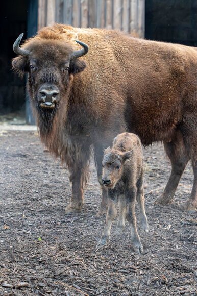 Lietuvos zoologijos sode gimė stumbriukas