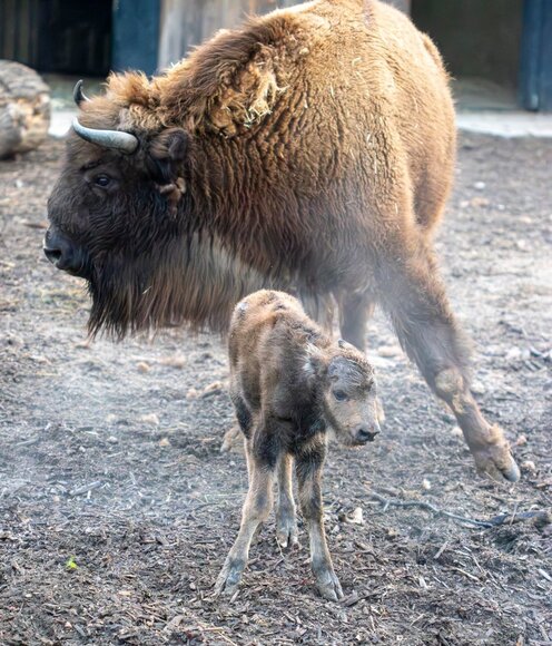 Lietuvos zoologijos sode gimė stumbriukas