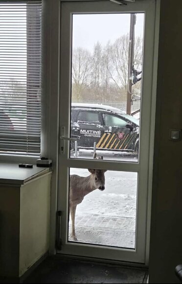 Stirninas Jaukutis Panemunės muitinės poste