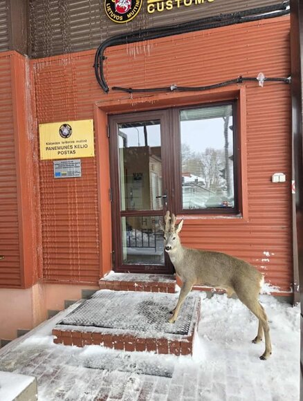 Stirninas Jaukutis Panemunės muitinės poste